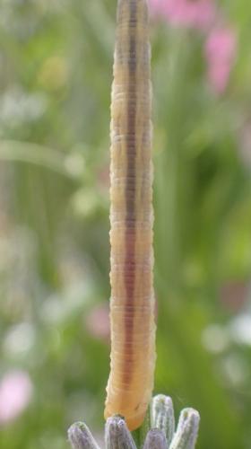 Réf. 334 119 : Dolerus sp.